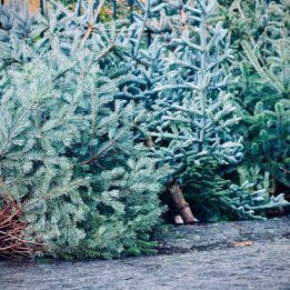 Weihnachtsbaumentsorgung Reichenbach 2026