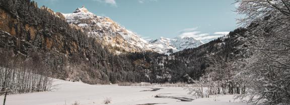 forst_banner_bild